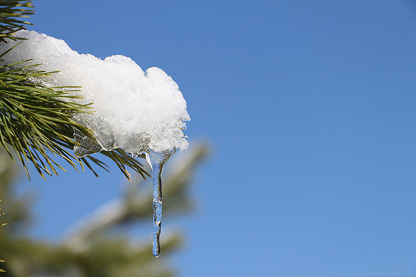 Can pine cones predict our winter?