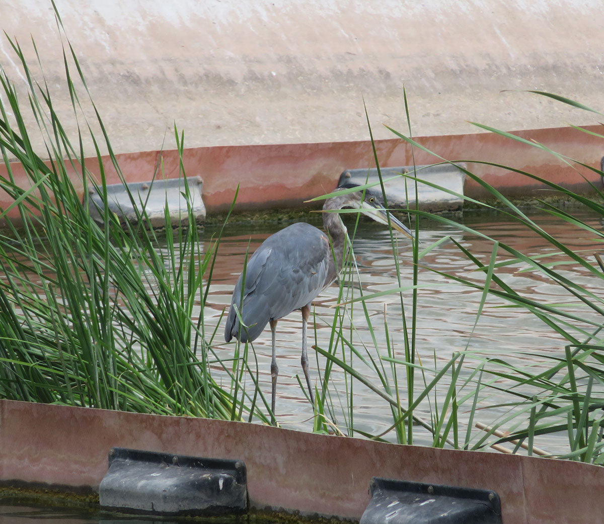 bird at Mark Wilmer Pumping Plant