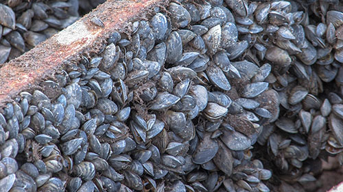 Quagga Mussels