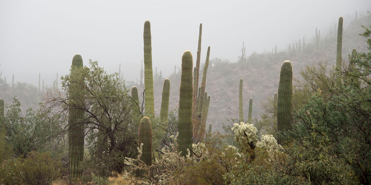 Foggy Arizona Desert