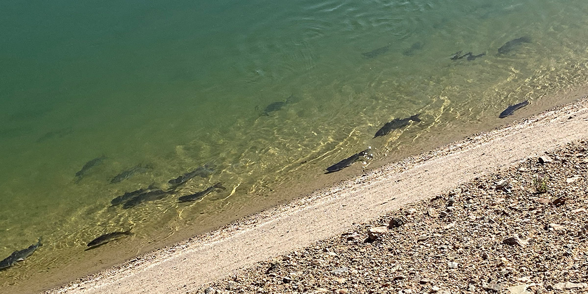 CAP Catfish Stocking