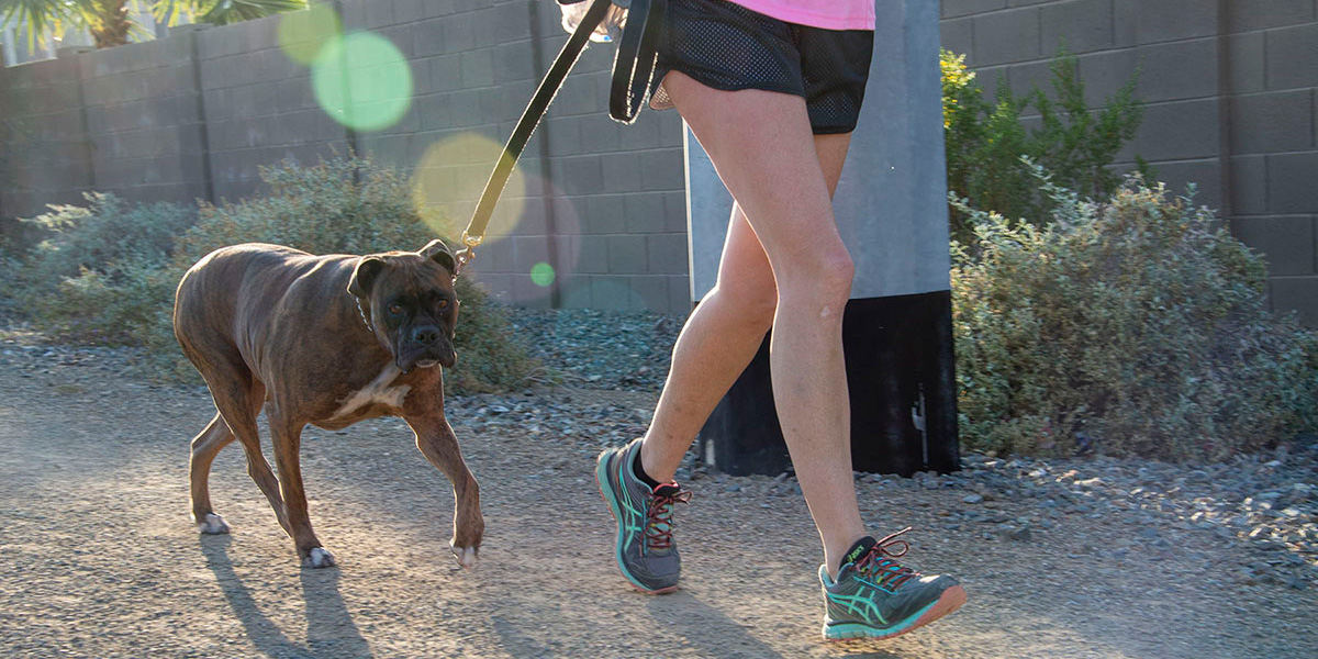 Person Walking Dog on CAP Trail