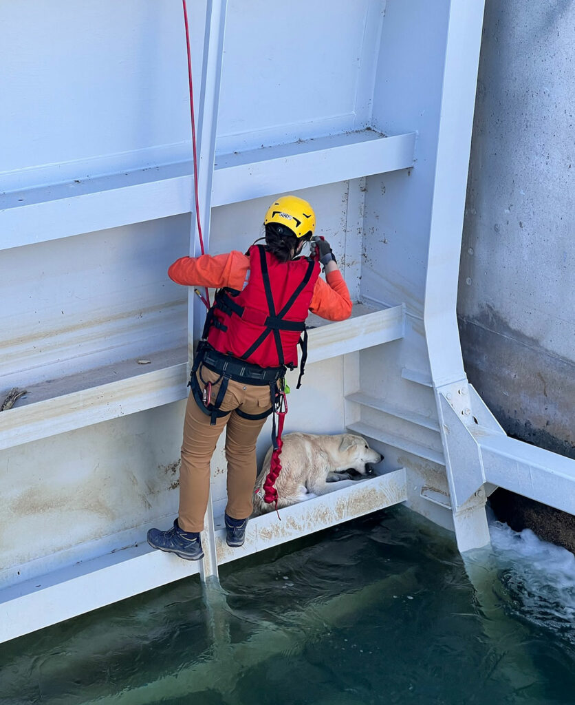 Dog stranded on CAP gate