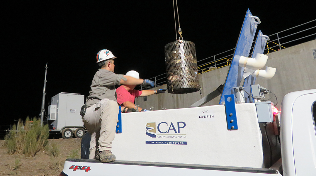 Rescuing fish from the CAP canal