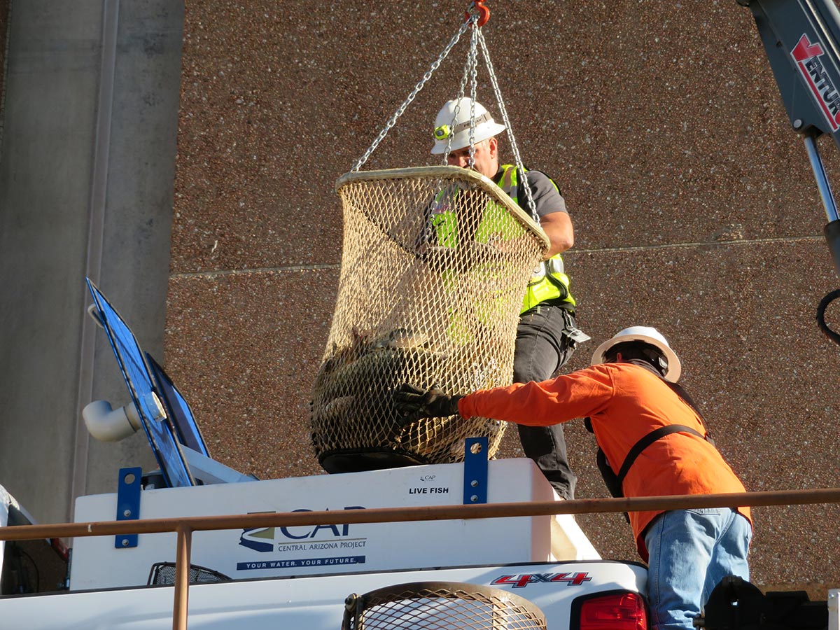 CAP employees saving fish from the CAP canal