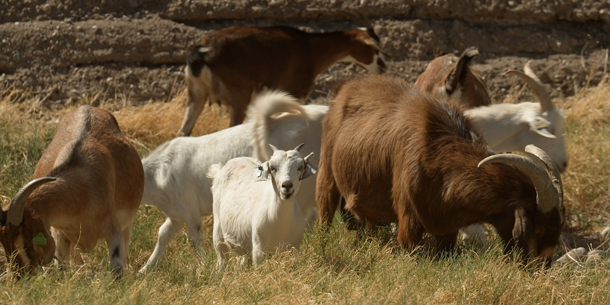 Goats eating weeds