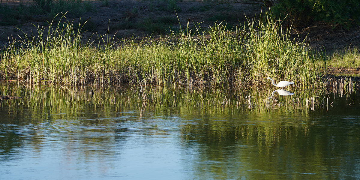 Yuma East Wetlands