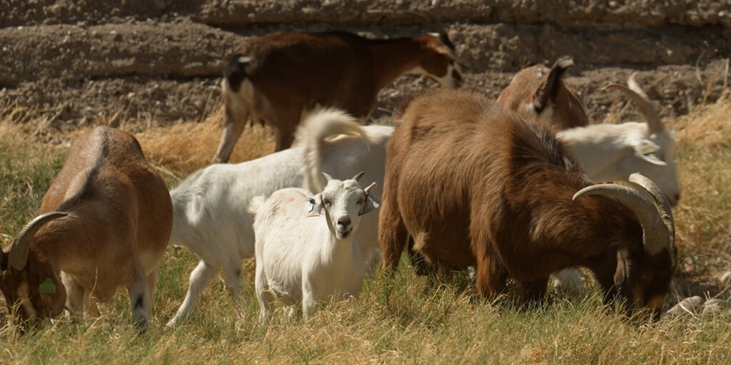 Goats eating grass