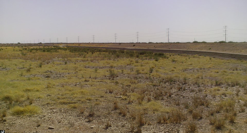 Field with green vegetation