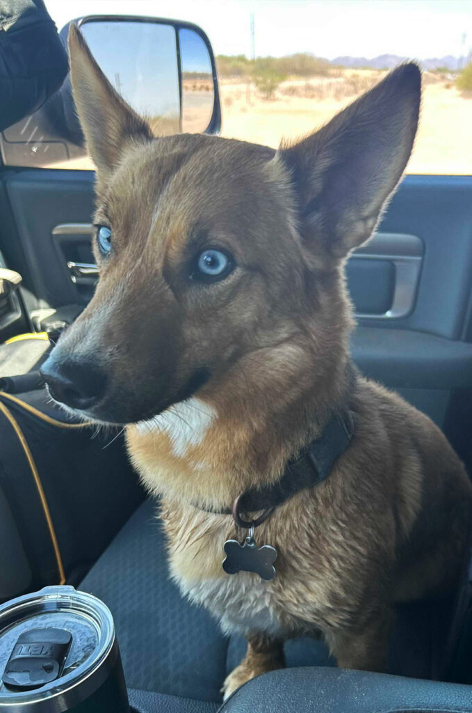 Dog with blue eyes sitting in front of vehicle