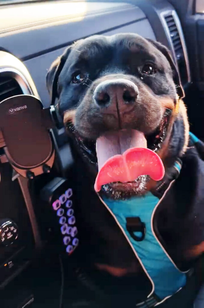 Dog panting in vehicle