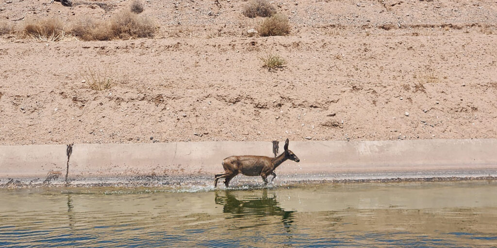 Deer walking in CAP canal