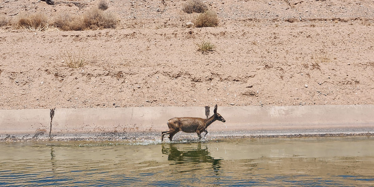 Deer walking in CAP canal