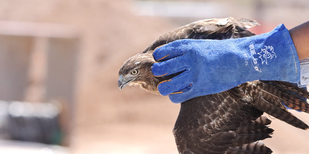 Rescued hawk being held by a volunteer