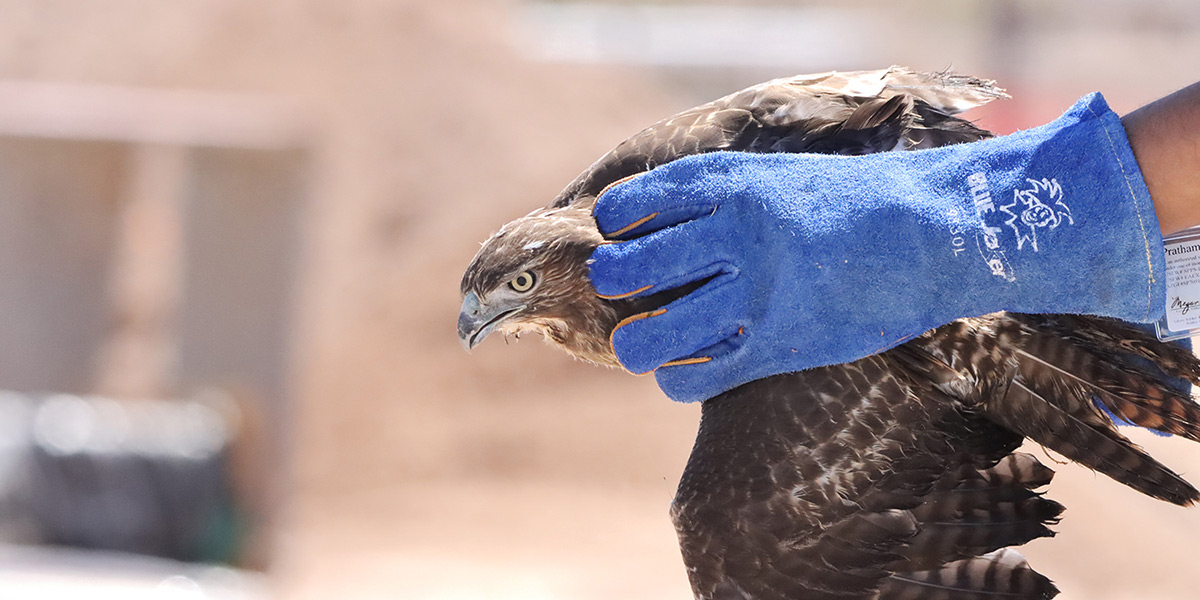 Rescued hawk being held by a volunteer