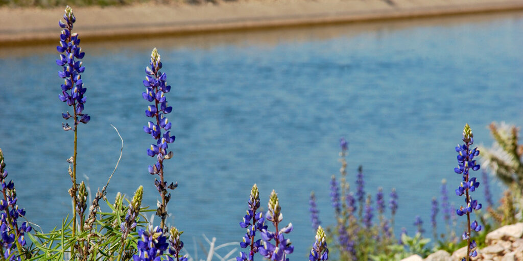 Flowers next to CAP canal