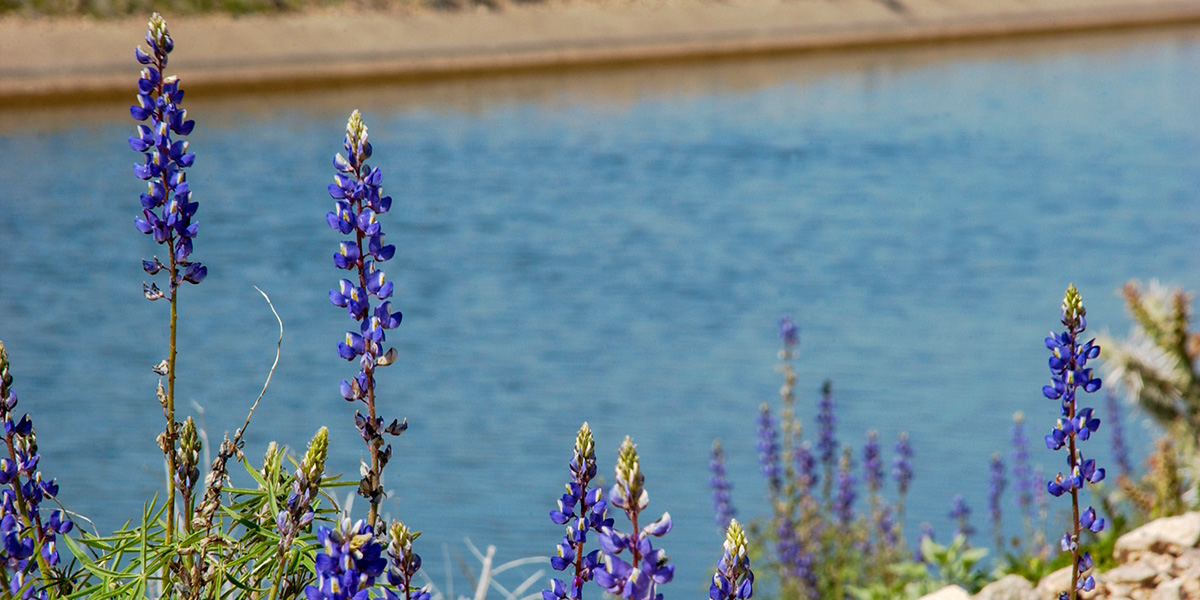 Flowers next to CAP canal