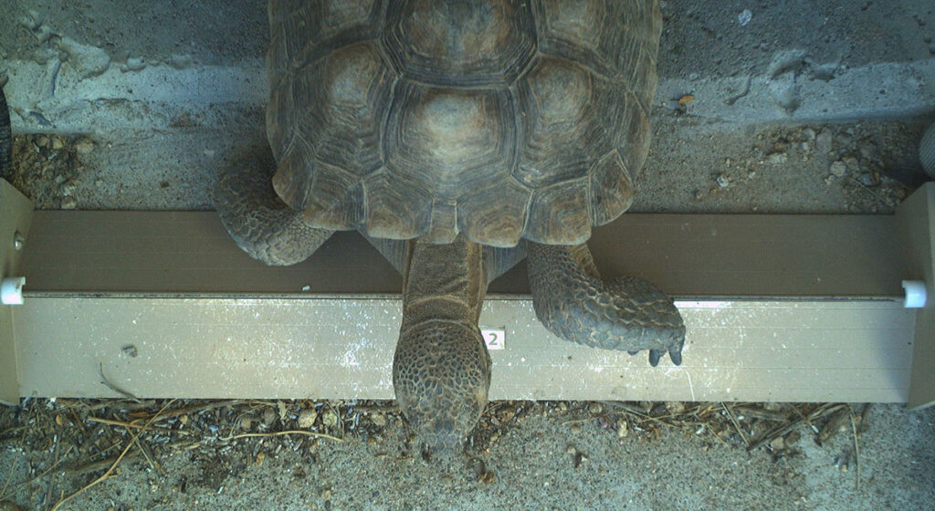 Desert tortoise crossing CAP canal underchute