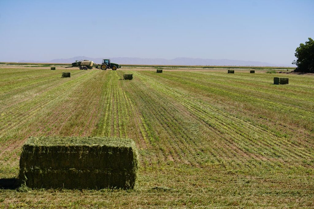 The farm grows alfalfa crops as part of their operations.