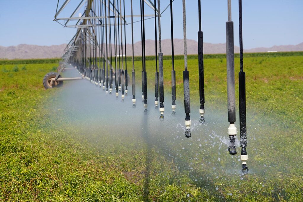 The farm uses a technique of irrigating to water the produce in their farm such as flood, sprinkler and drip irrigation