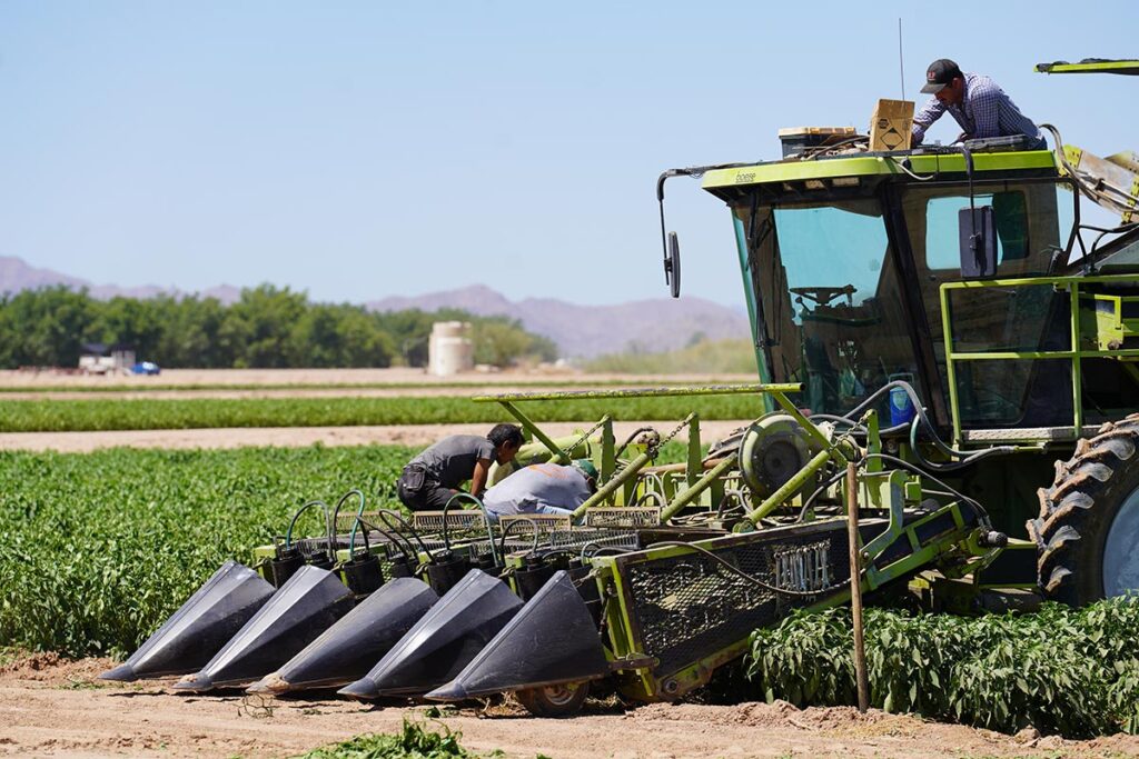 The farm grows jalapeños as a food ingredient for sauces, soups, etc.