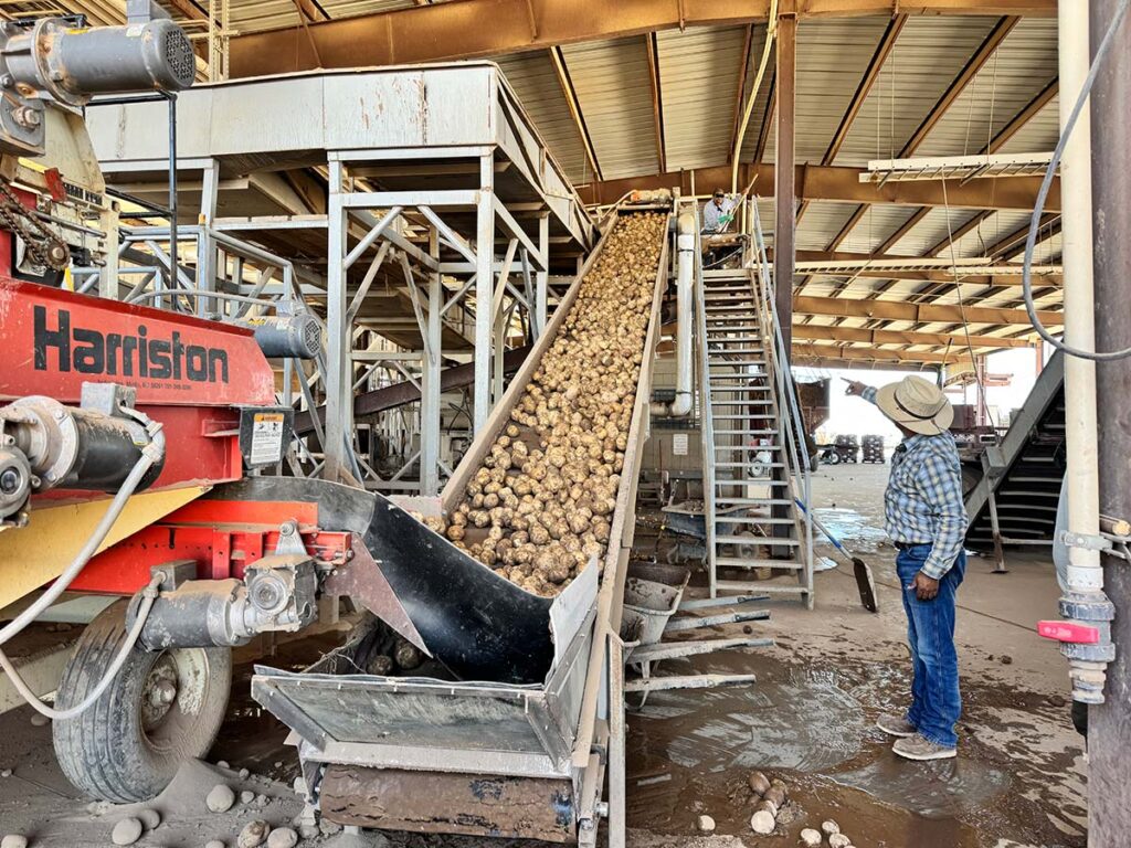 Farm Manager Damian Murrieta showing the process of potatoes being prepared to be shipped out to Frito-Lay and In-N-Out Burger