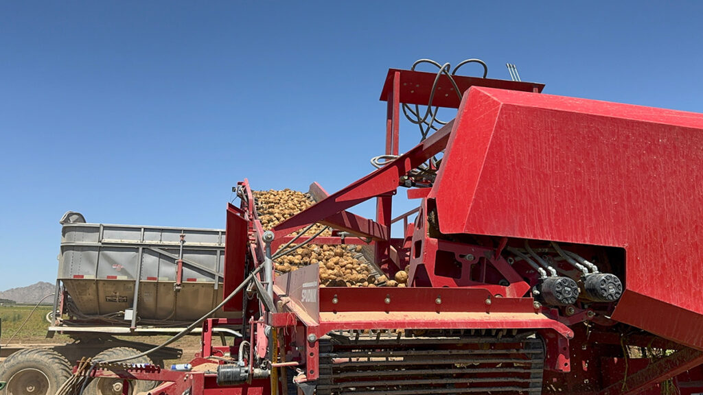 Machine harvesting potatoes at Ak-Chin Farms