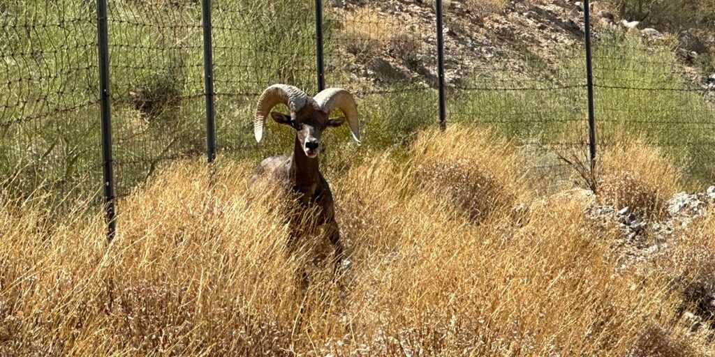 Bighorn sheep in tall grass