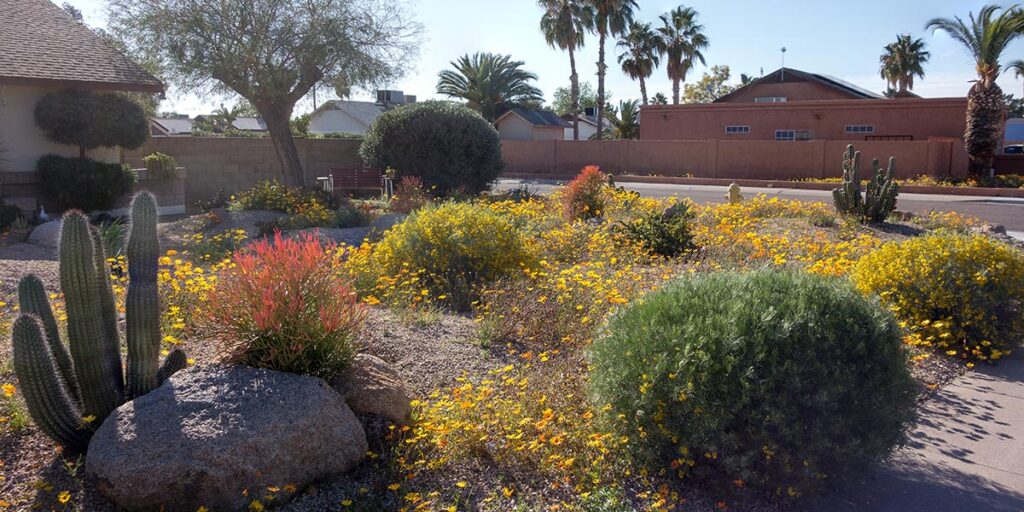 Arizona low water use landscape