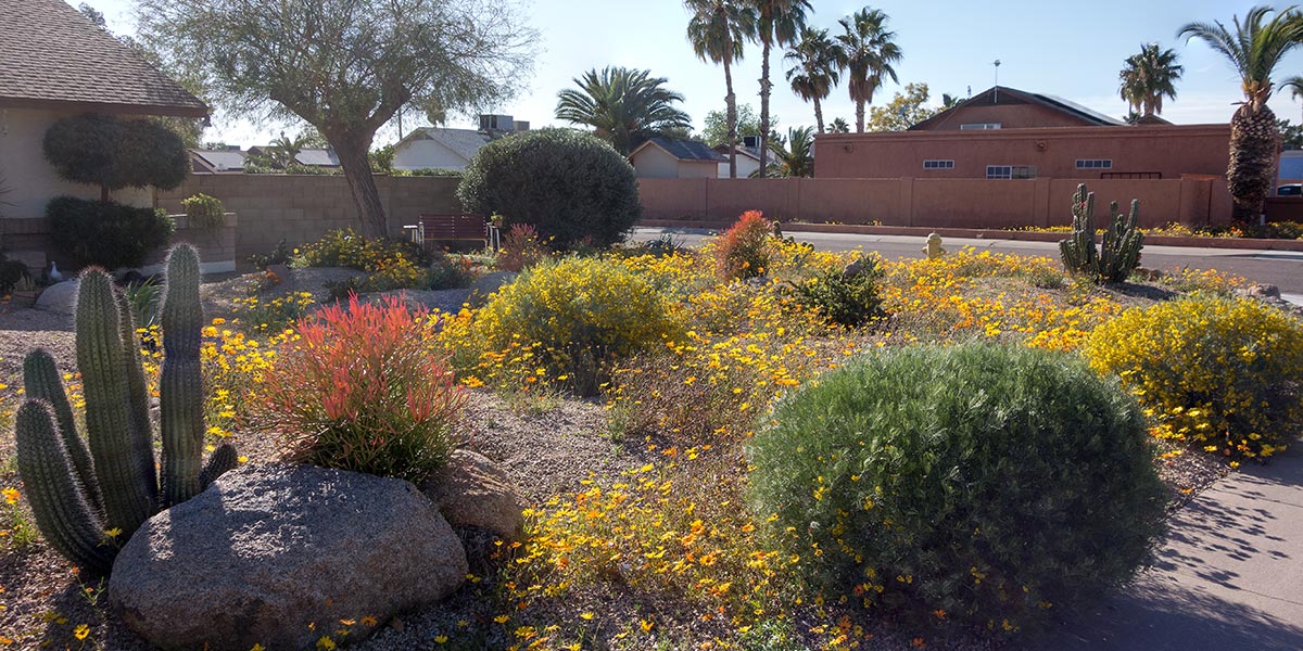 Arizona low water use landscape